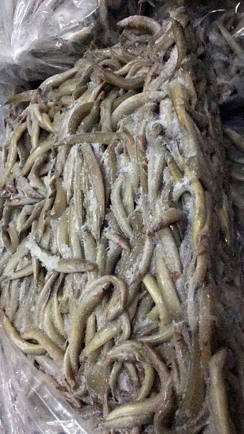 海泥鳅,鲜度好,大小均匀