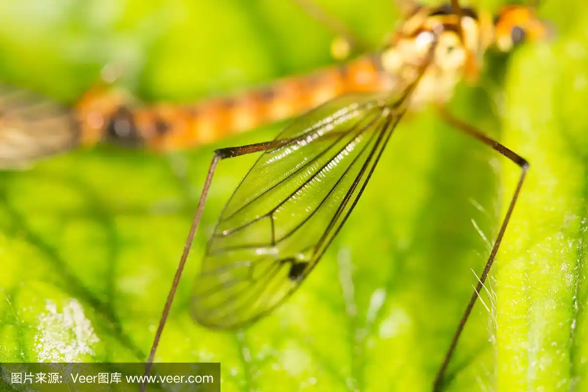 翅膀,蚊子,无人,昆虫,哈萨克斯坦