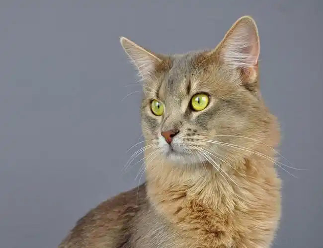 索马里猫
