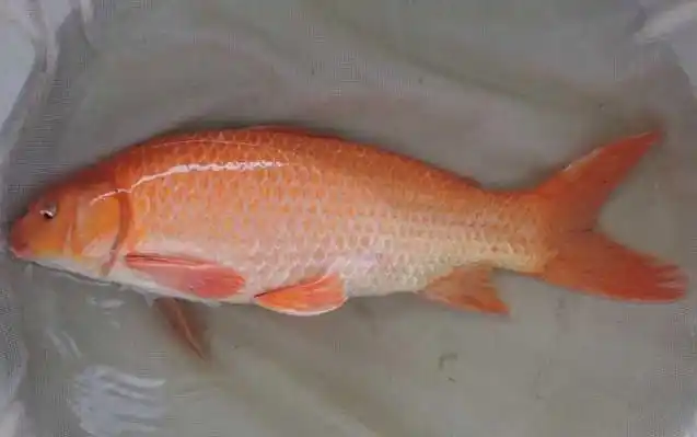 鲤鱼有几个品种?