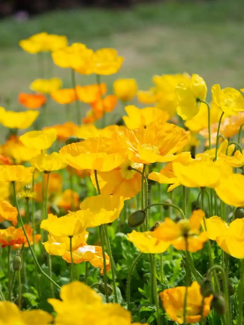 9292 花博汇的二月虞美人花海,即将在你眼前绽放!