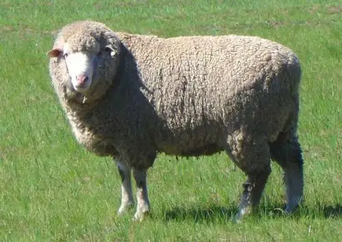 昭乌达肉羊我国第一个草原型肉羊品种