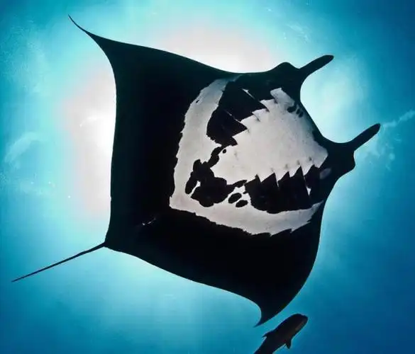 墨西哥海底发现罕见蝠鲼