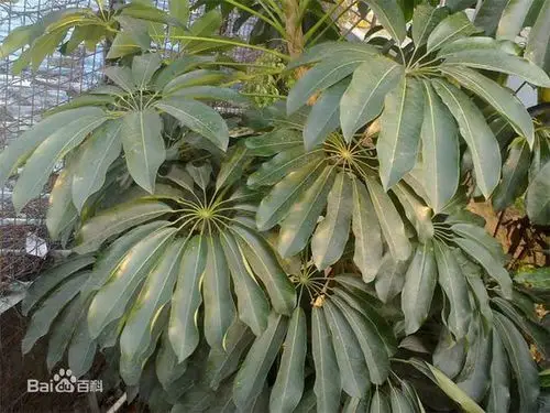 昆士兰伞木 别称:澳洲鸭脚木,昆石兰遮树,伞树,大叶伞,辐叶鹅掌柴 科