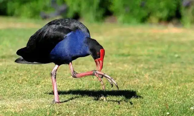 巨水鸡从8000万减少到230只曾消失50年如今堪比国宝