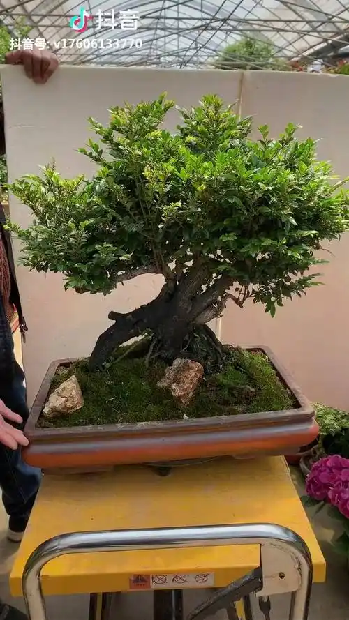 高档小叶紫檀盆景老桩