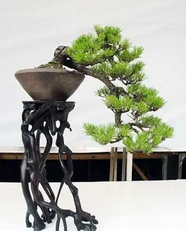 1/12 四季常青盆景图集:黑松