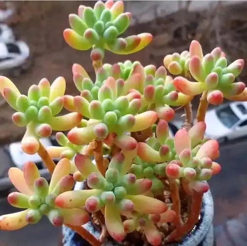 这些爆盆的多肉,你家养了吗?