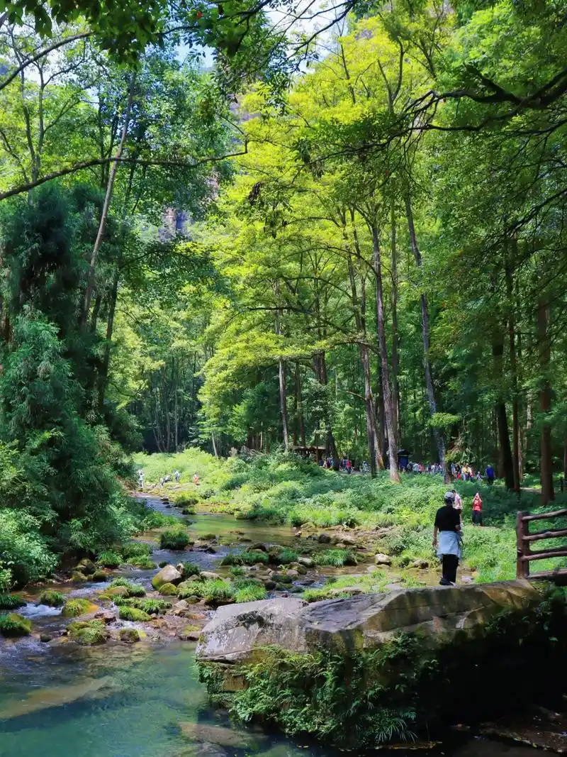 天然氧吧! 99张家界国家森林公园-金鞭溪#森林氧吧 #清凉 - 抖音