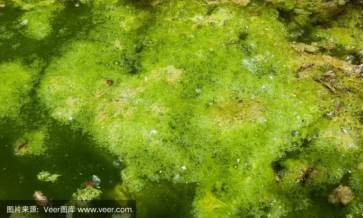 藻类,水,富营养化水体,水平画幅,无人