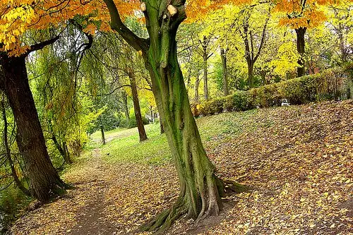 the green tree | flickr – 相片分享!