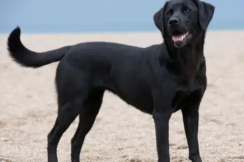 一只"拉布拉多"纯不纯,只要看这6点就足够了!_纯种_价格_尾巴