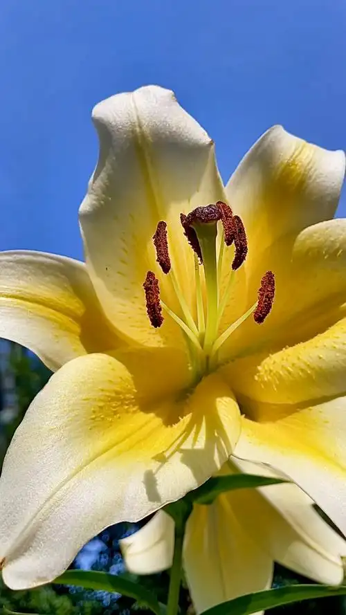 阳光下的百合花