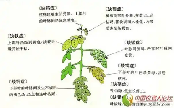 植物缺素症图谱