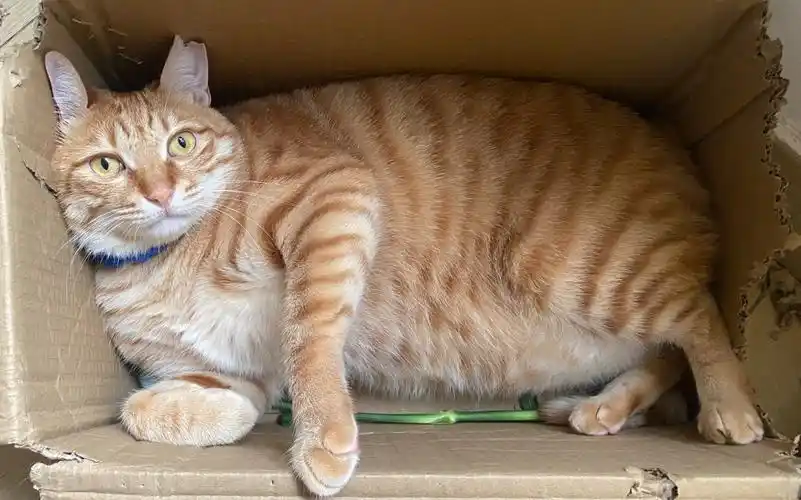 大家帮我看看,这是大橘猫吗?