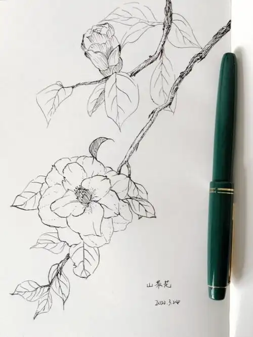 钢笔画山茶花