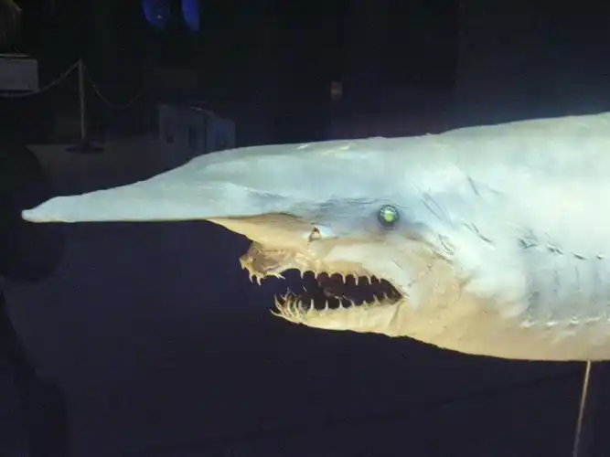 加布林鲨鱼(魔鬼鲨)为什么会自爆!