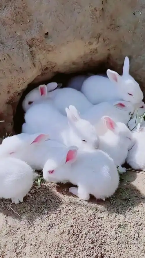 动物百科视频兔子小兔子白白