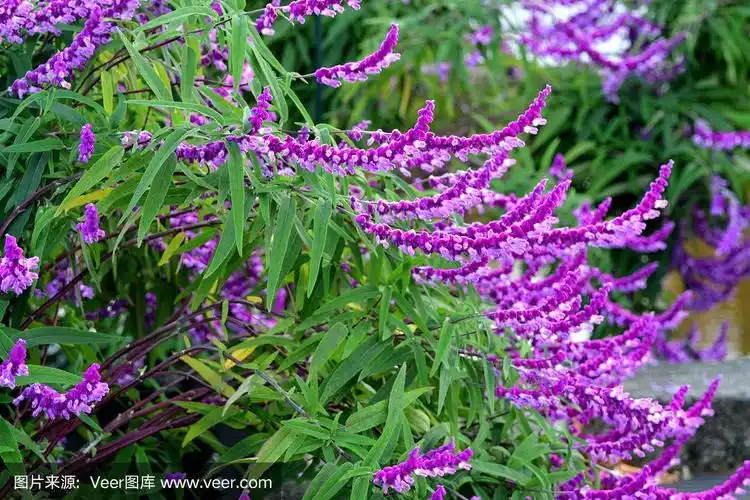 开花植物:白花鼠尾草/墨西哥灌木鼠尾草