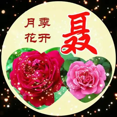 最美月季花主题圆形姓氏头像,月季花开幸福便来了-文字头像