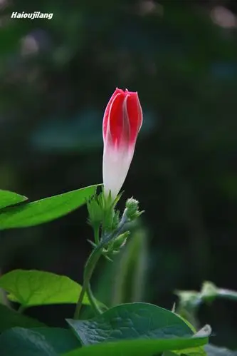 【引用】清晨开放的牵牛花【原创】