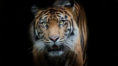 壁纸 老虎正面图,神色,黑背景 1920x1200 hd 高清壁纸, 图片, 照片