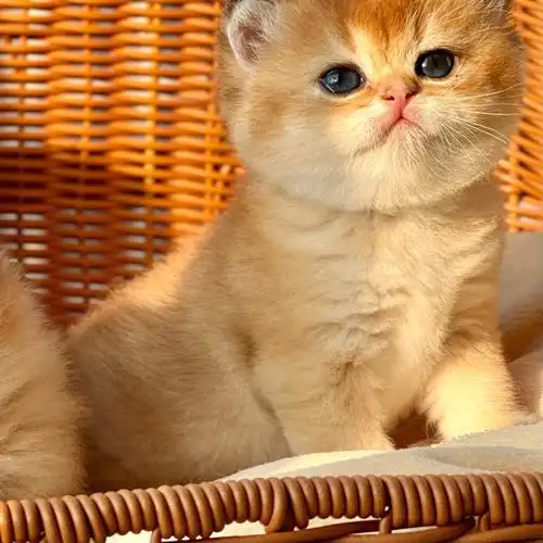 金渐层小奶猫真的太可爱啦