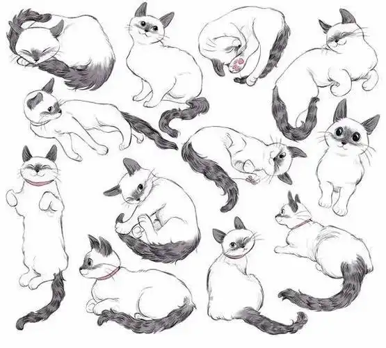 如何画猫咪猫咪的画法素材