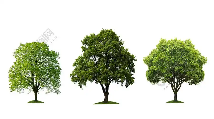 三个美丽的树孤立