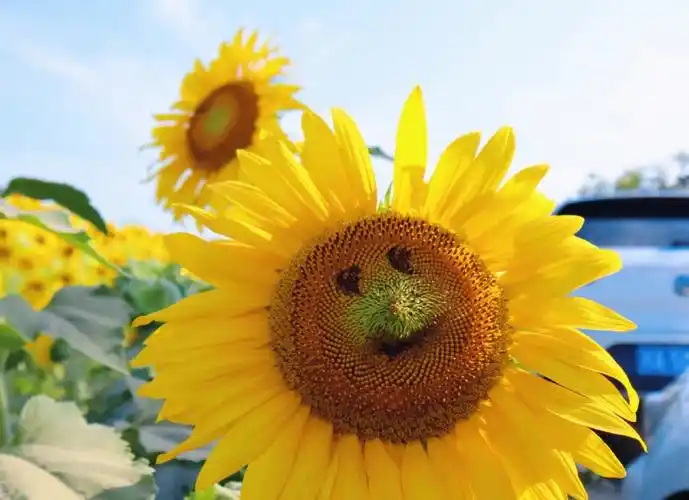 向日葵的花语是转塘