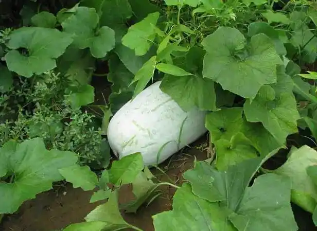 冬瓜等于6种中药,美容,解毒,还治跌打损伤,冻疮