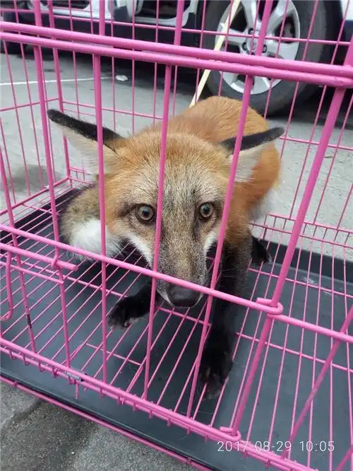 东坡区森林公安分局再次救助一只赤狐