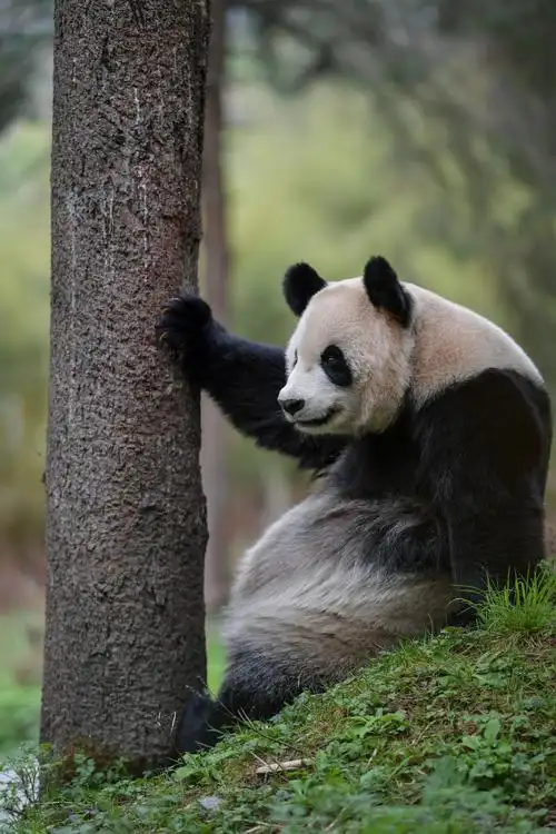 走近大熊猫野化放归训练|大自然_新浪新闻