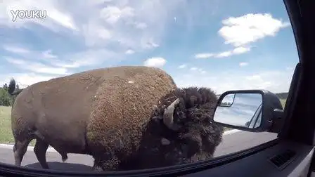 nancy英语阅读:13.plains animals平原动物