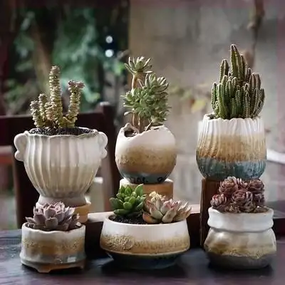 养多肉植物的花盆图片