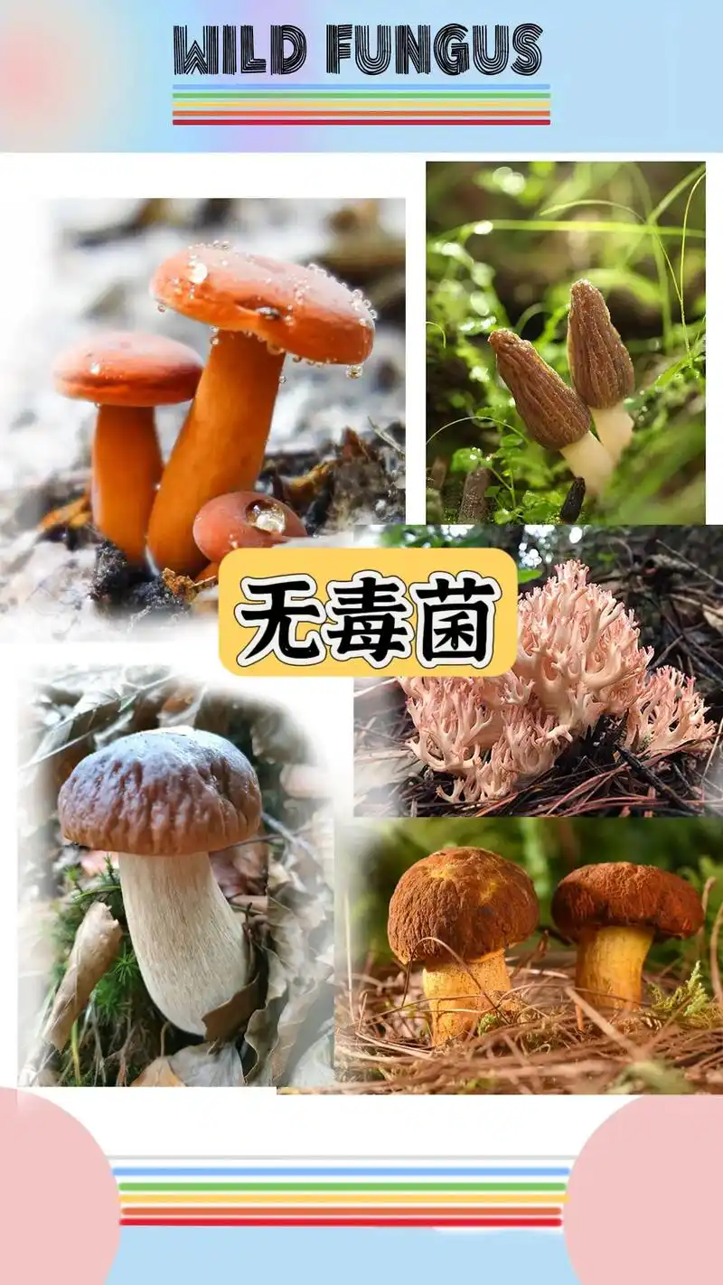 云南常见野生菌.吃过哪一种?在此提醒大家,野生菌个别品种 - 抖音