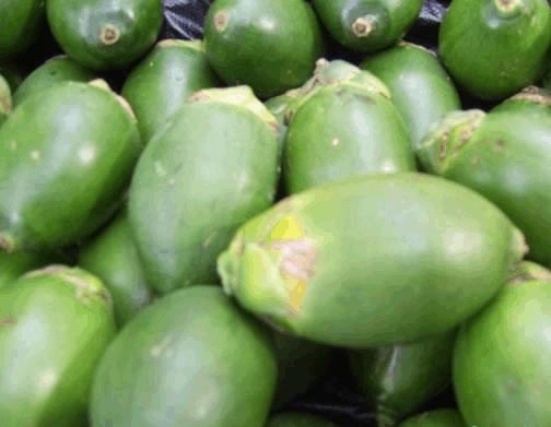 小小槟榔危害大