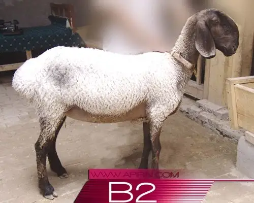 揭秘新疆天价刀郎羊:最贵1000万元也不卖