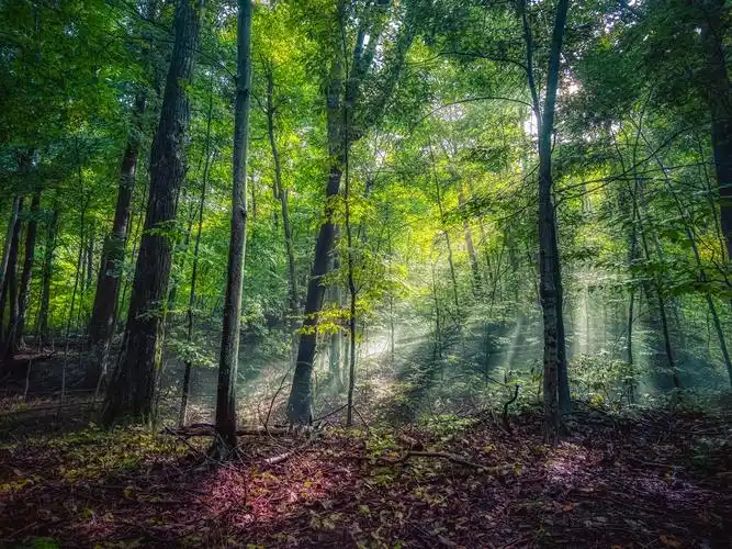 森林,树木,绿色,夏天