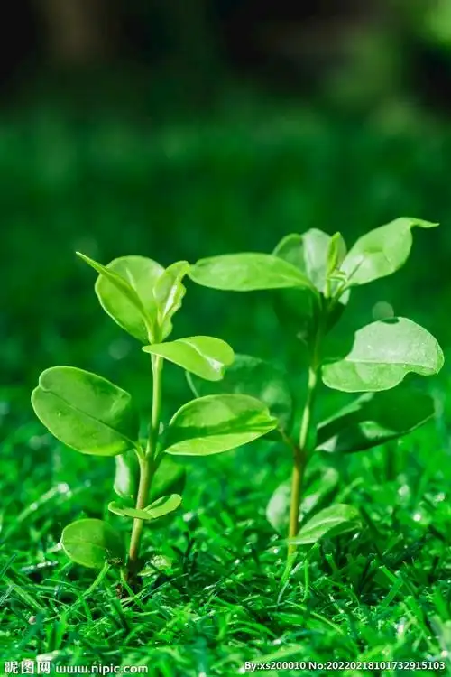 发芽小苗树苗草地
