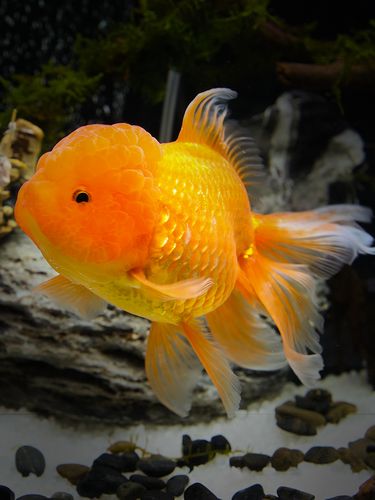 金鱼活体观赏鱼小金鱼冷水鱼黑龙红龙睛金鱼苗中大型鱼