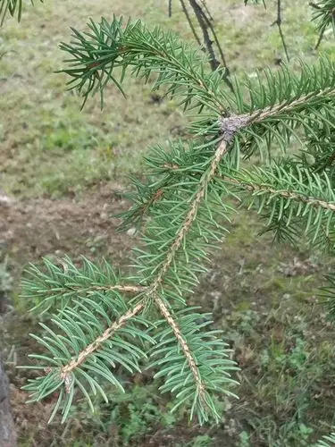 妈妈云杉树的叶子,好像小刺猬身上的毛.