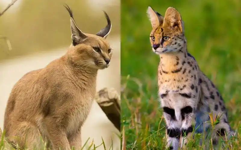 野生的狞猫和薮猫