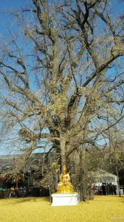 > 1400年古银杏!