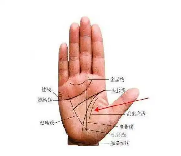 命运线(事业线)