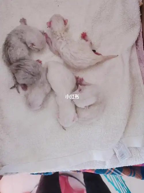 记录一下刚出生的银点银渐层宝宝_宠物_宠物_猫