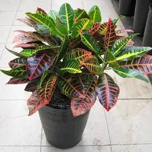 鄂州变叶木  span class=h>变色龙 /span>彩色 span class=h>花卉