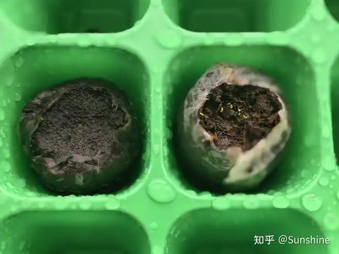 养花吉普赛满天星种植日记