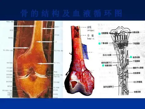 x线表现ppt 骨的结构及血液循环图 骨内膜 骨密质 ● 骨髓腔 骨膜