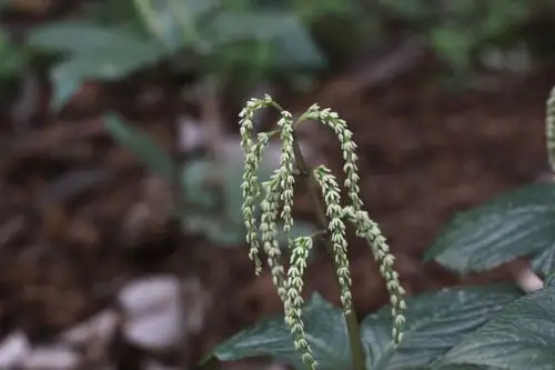 【宽叶金粟兰】金粟兰科,金粟兰属